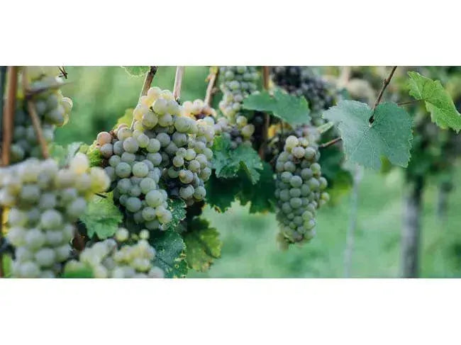 A West Coast Sip of Erie’s Shores-My Wine Canada