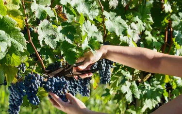 Canadian Wine Spotlight: Pearl Morissette-My Wine Canada