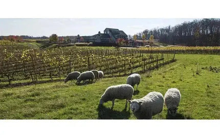 Canadian Winery Spotlight: Tawse Winery-My Wine Canada