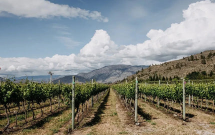 Canadian Winery Spotlight: Terravista Vineyards-My Wine Canada