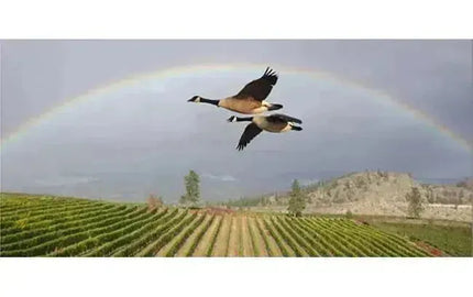 Canadian Winery Spotlight: Wild Goose Vineyards-My Wine Canada