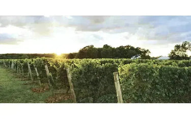 Discover GreenLane Estate Winery: Bold Niagara Wines-My Wine Canada