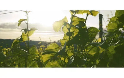 Making Hay When the Sun Shines-My Wine Canada