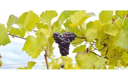 The Other Pinot-My Wine Canada