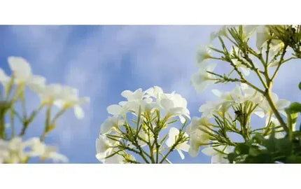 Top Wine Picks! Floral Whites from Ontario-My Wine Canada