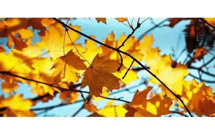 Top Wine Picks! - New Autumn Releases-My Wine Canada