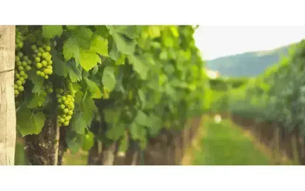 Top Wine Picks: New Favourites-My Wine Canada