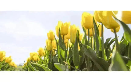 Top Wine Picks! Spring Has Sprung-My Wine Canada