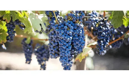 What the Heck is Blaufränkisch?-My Wine Canada