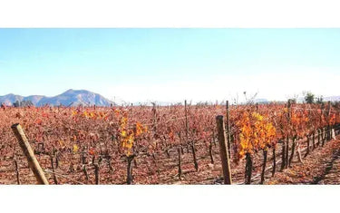 Wine 101: Chile Edition-My Wine Canada