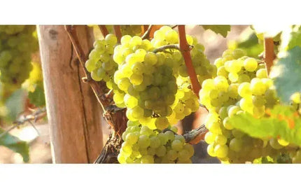 Wine 101: Riesling Revolution-My Wine Canada