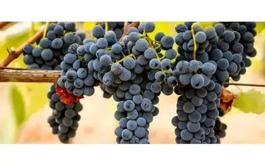Wine 101: Syrah! Syrah!-My Wine Canada