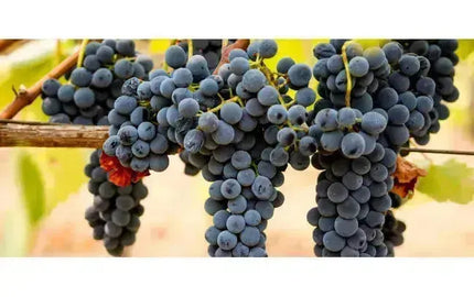Wine 101: Syrah! Syrah!-My Wine Canada