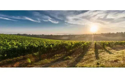 Wine 101: The Lesser-Known Regions-My Wine Canada