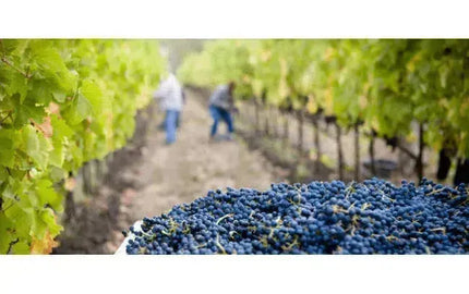 Wine 101: To Pick or Not to Pick?-My Wine Canada