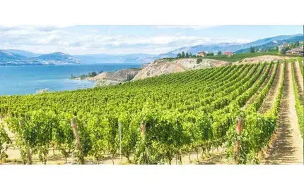 Wine 101: What’s The Deal With Lillooet?-My Wine Canada