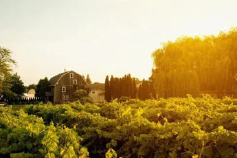 Alvento Winery-My Wine Canada