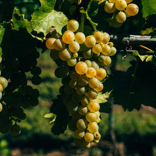 Ehrenfelser-My Wine Canada
