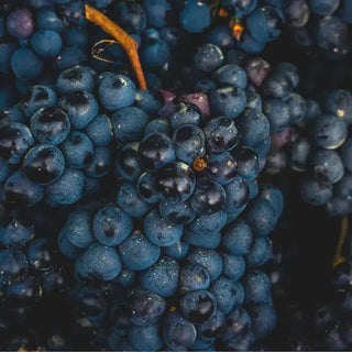 Gamay-My Wine Canada