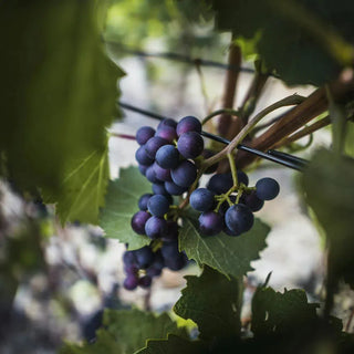 Kerner-My Wine Canada