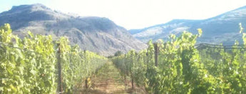 Little Farm Winery-My Wine Canada