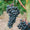 Malbec-My Wine Canada