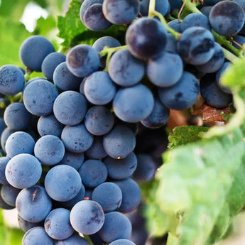 Merlot-My Wine Canada