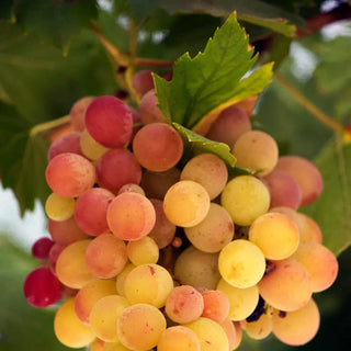 Pinot Blanc-My Wine Canada
