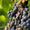 Pinot Noir-My Wine Canada