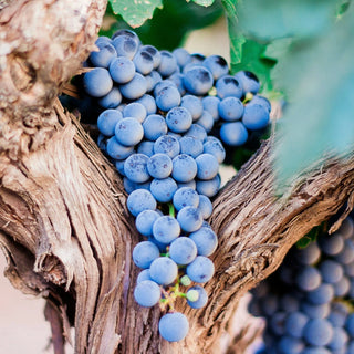 Red Blend Wine-My Wine Canada