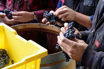 Rosewood Estates Winery-My Wine Canada