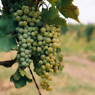 Semillon-My Wine Canada