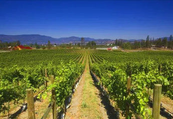 SpearHead Winery-My Wine Canada