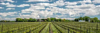 Stratus Vineyards-My Wine Canada