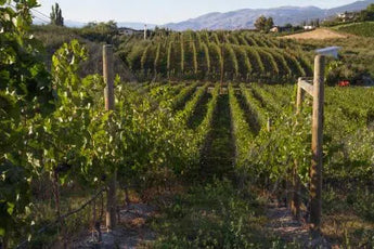 Tightrope Winery-My Wine Canada
