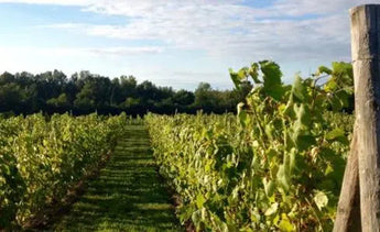 Traynor Family Vineyard-My Wine Canada