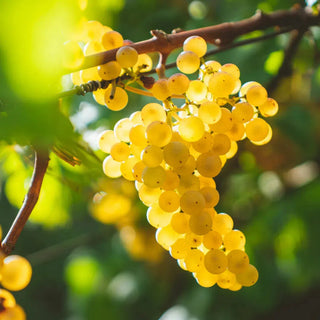 Viognier-My Wine Canada