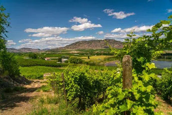Winemaker's CUT-My Wine Canada
