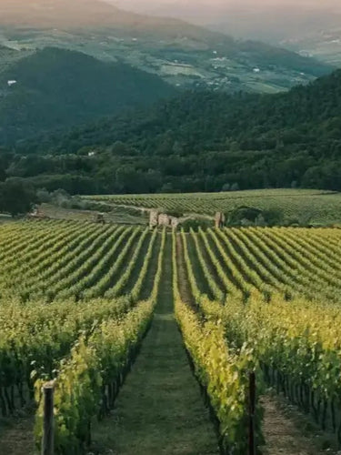 Vineyard in Ontario, Canada for making the best wine