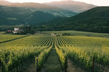 Vineyard in Ontario, Canada for making the best wine