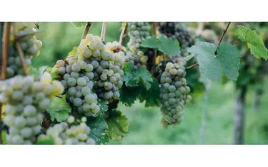A West Coast Sip of Erie’s Shores-My Wine Canada