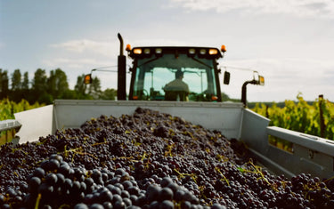 BC Wine Gift Ideas for Every Occasion: A Sommelier’s Guide-My Wine Canada