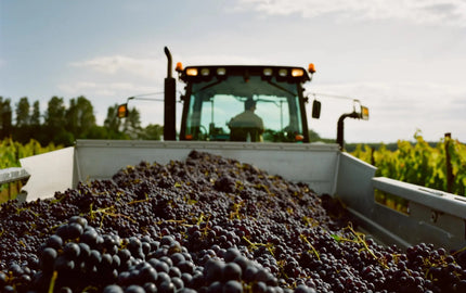 BC Wine Gift Ideas for Every Occasion: A Sommelier’s Guide-My Wine Canada