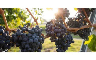 Canadian Wine Spotlight: Cabernet Franc in Ontario-My Wine Canada