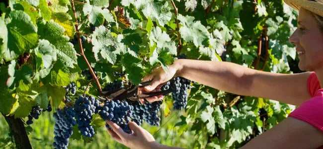 Canadian Wine Spotlight: Pearl Morissette-My Wine Canada