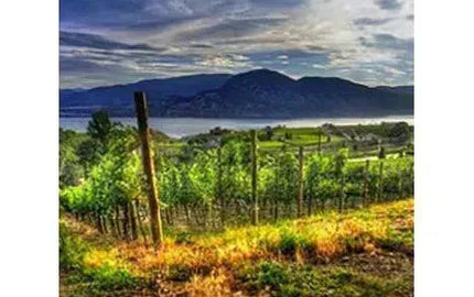 Canadian Winery Spotlight: Laughing Stock Vineyards-My Wine Canada