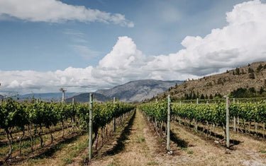 Canadian Winery Spotlight: Terravista Vineyards-My Wine Canada