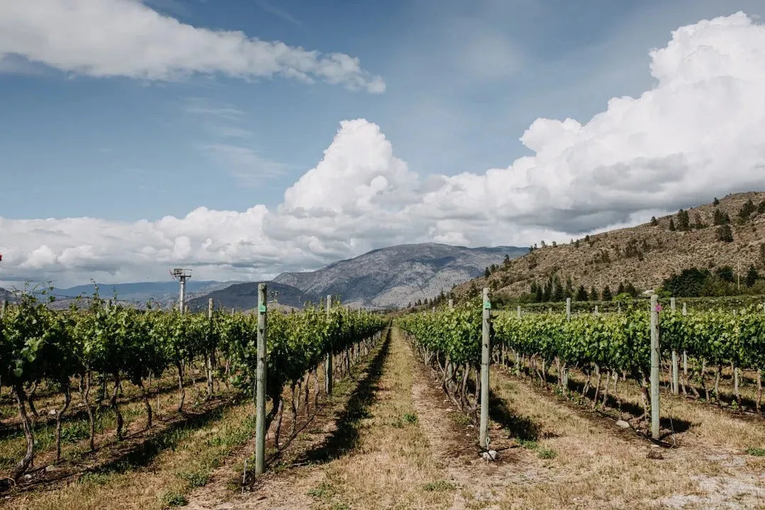 Canadian Winery Spotlight: Terravista Vineyards-My Wine Canada