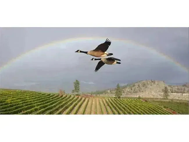 Canadian Winery Spotlight: Wild Goose Vineyards-My Wine Canada