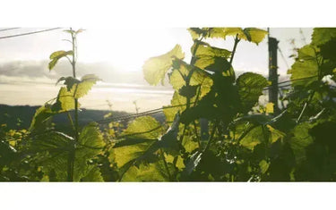 Making Hay When the Sun Shines-My Wine Canada